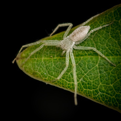 Psellonus sp. "Common White" © Joseph K H Koh  • Habitus • Dorsal • Alive • ♀ • Adult